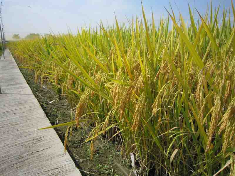  当稻田遇上酷暑：一位老科学家用三十年光阴，为水稻找到"消暑秘方" 新闻