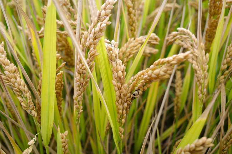  当稻田遇上酷暑：一位老科学家用三十年光阴，为水稻找到"消暑秘方" 新闻