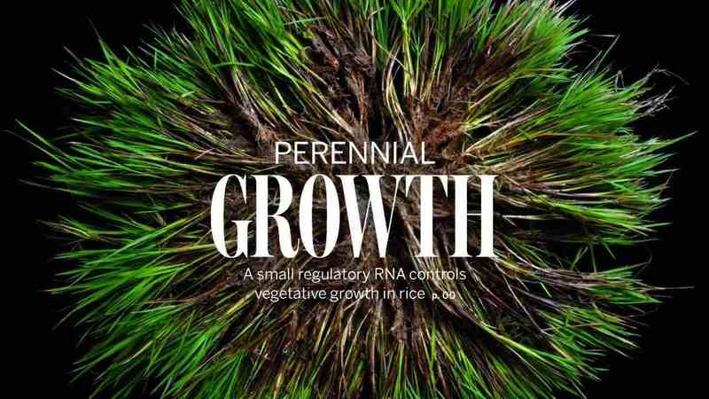  当稻田遇上酷暑：一位老科学家用三十年光阴，为水稻找到"消暑秘方" 新闻