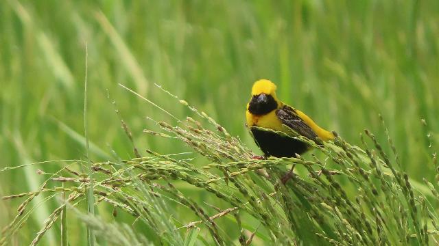  当稻田遇上酷暑：一位老科学家用三十年光阴，为水稻找到"消暑秘方" 新闻