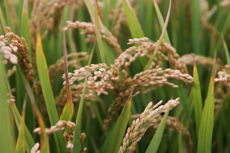  当稻田遇上酷暑：一位老科学家用三十年光阴，为水稻找到"消暑秘方" 新闻