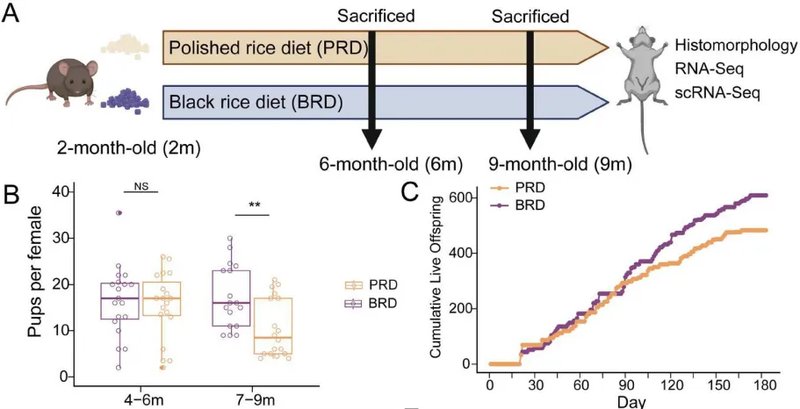  从《Nature Aging》到餐桌：黑米延寿机制的全链路拆解 健康养生